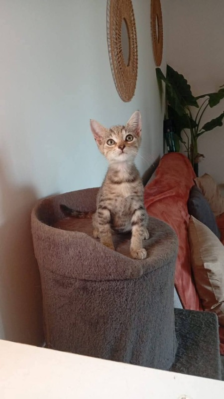 Adopter Saphyr