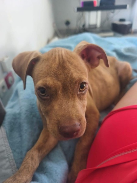 Adopter Bubble