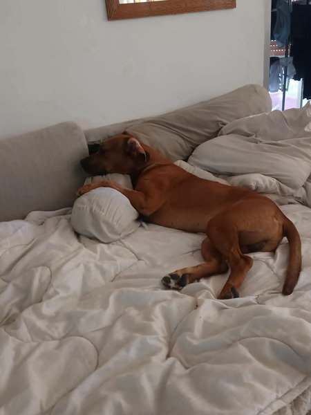 Adopter Eliott