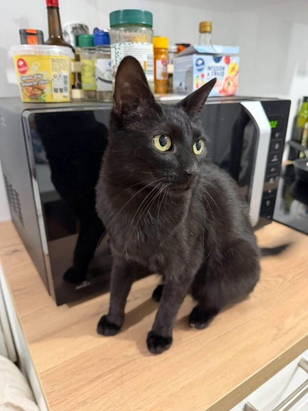 Adopter Cacahuète 