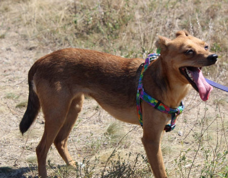 Adopter JULIE de Ukraine