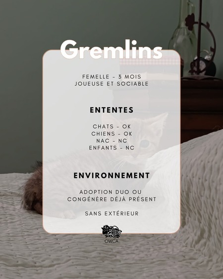 Adopter Gremlins