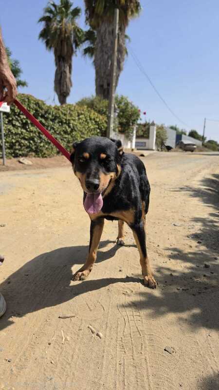 Adopter Yori