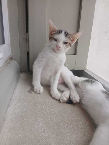 Adopter LOVY