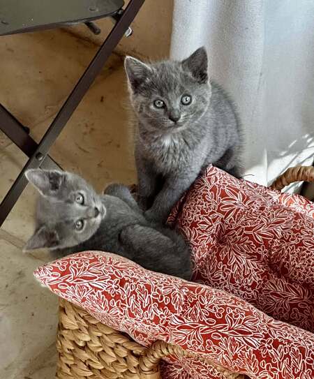 Adopter Kumo et Sora