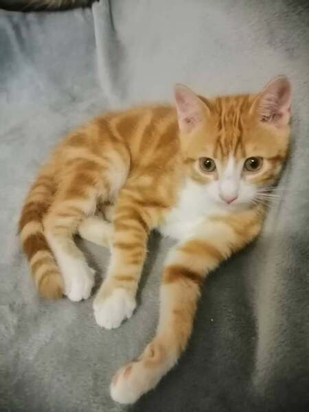 Adopter Bip Bip