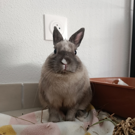 Adopter Alfred