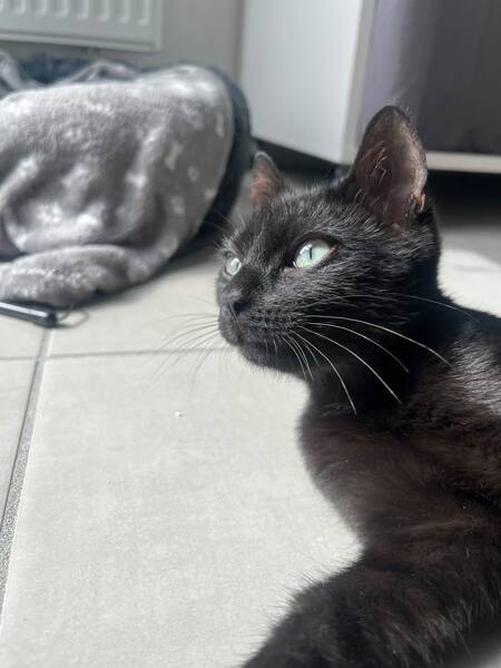 Adopter Léo