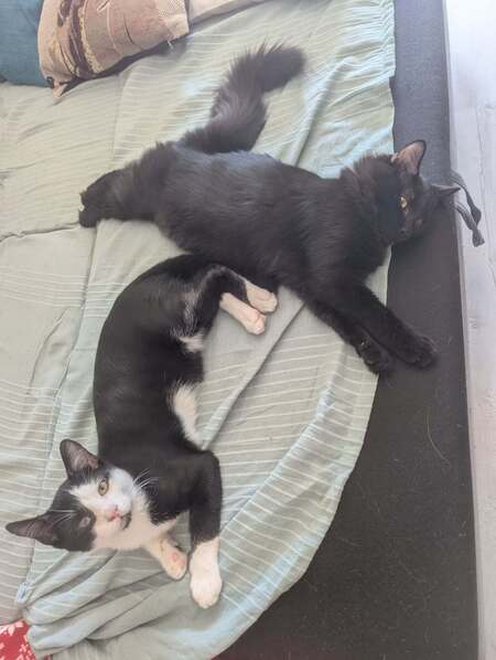 Adopter Yuzu et jollyroger