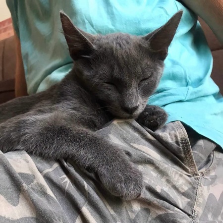 Adopter Grison 
