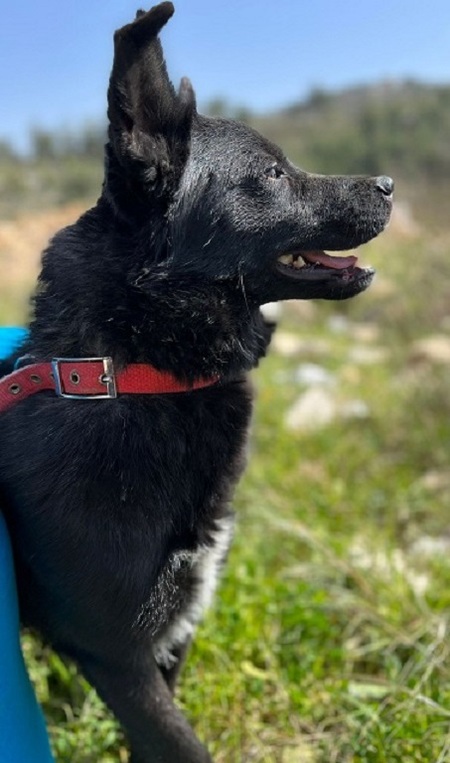 Adopter Ryan