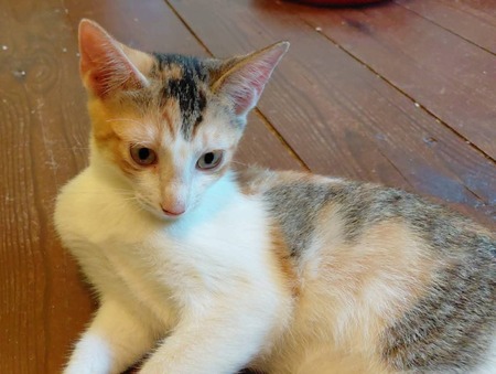 Adopter Rosa