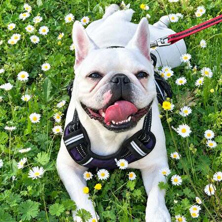 Adopter Perle 