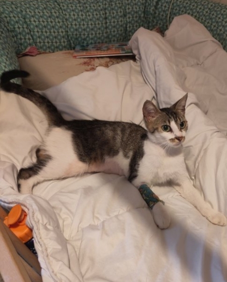 Adopter Alba