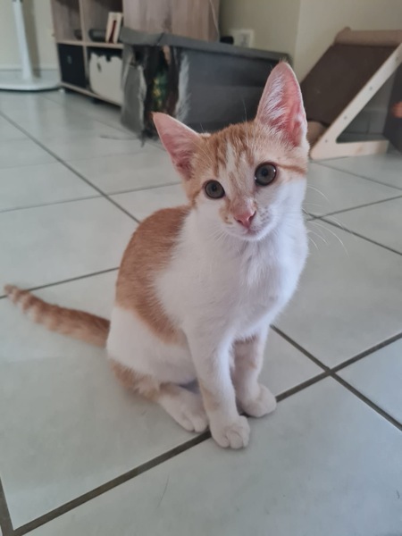 Adopter Noisette