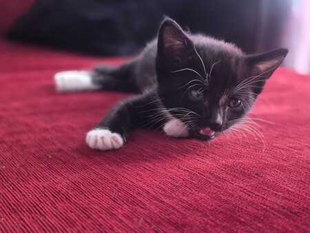 Adopter Berlioz