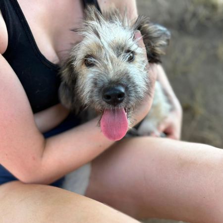 Adopter MACHA