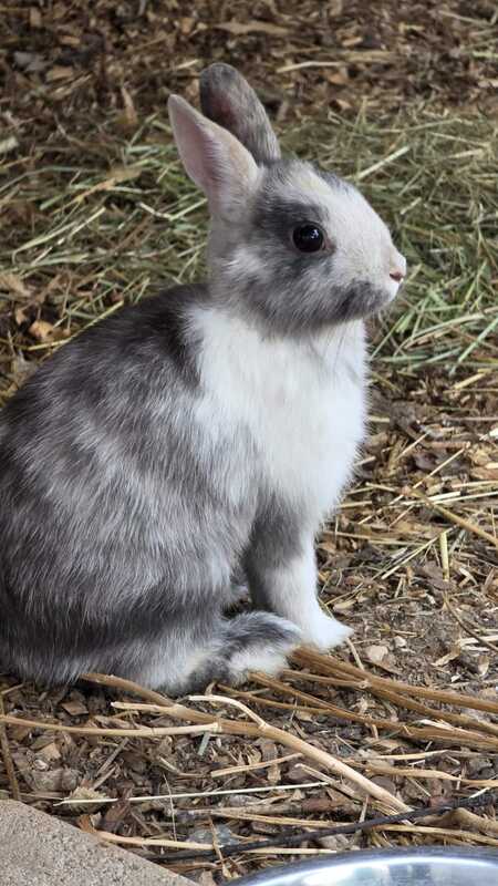 Adopter POIRE et PASTEQUE