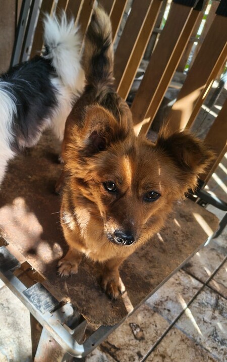 Adopter Coco