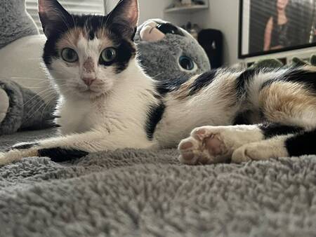 Adopter Lila