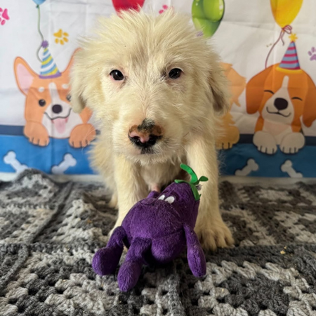 Adopter Lioco