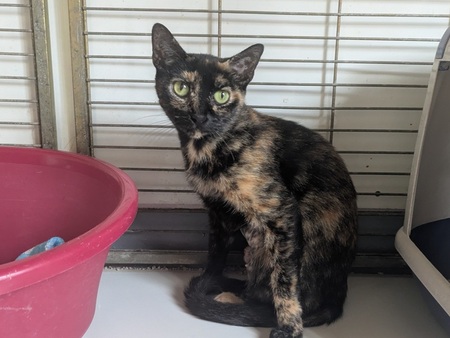 Adopter Biscotte