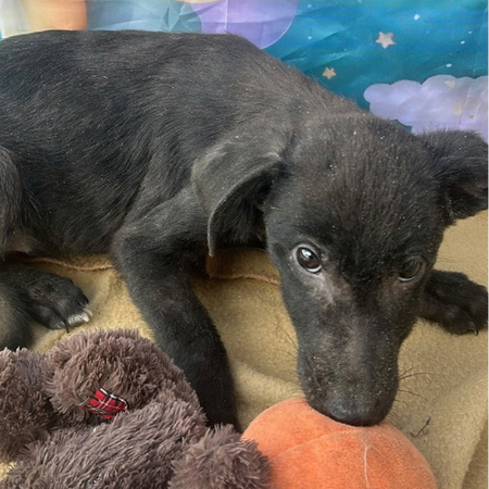 Adopter Onyx