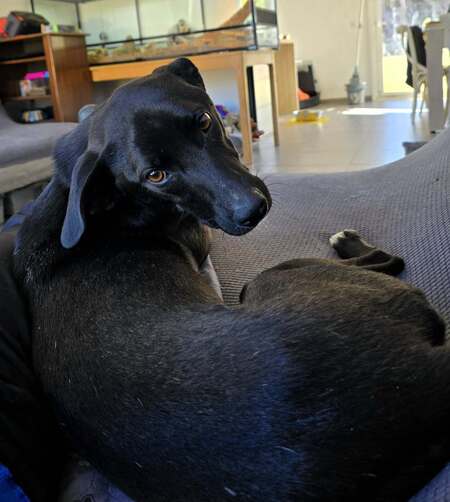 Adopter Carrie