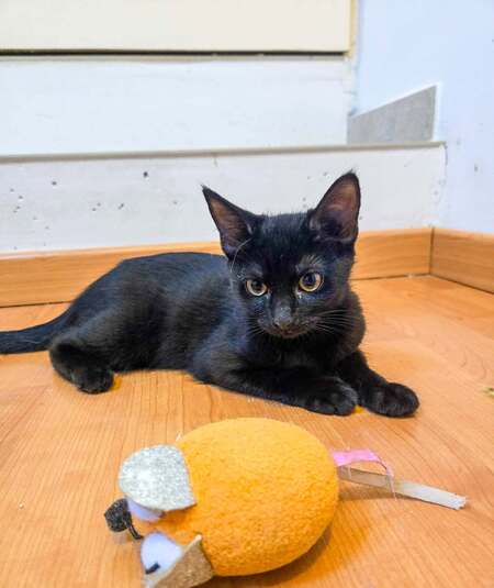 Adopter BERIE