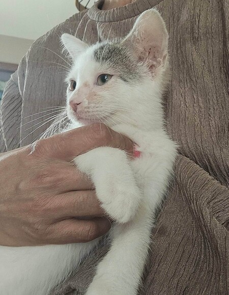 Adopter BASKET