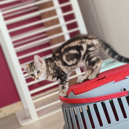 Adopter BOURRACHE