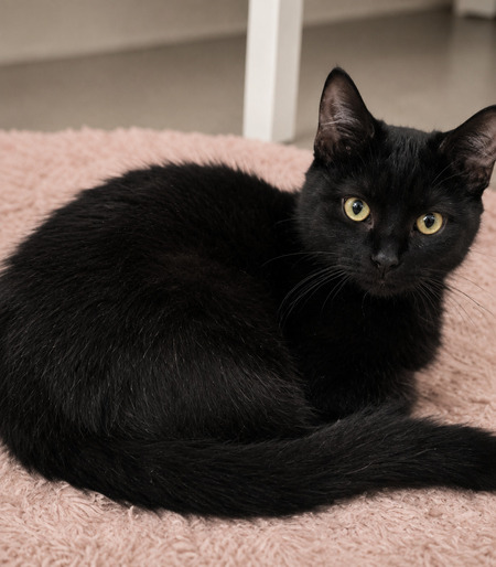 Adopter Mako