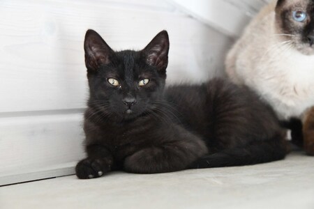 Adopter MILKSHAKE