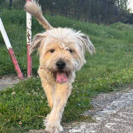 Adopter ELSA