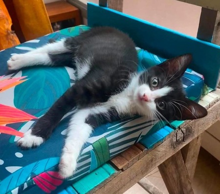 Adopter YONDUA