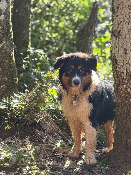 Adopter Alaïa