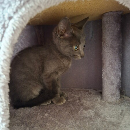 Adopter Brulette