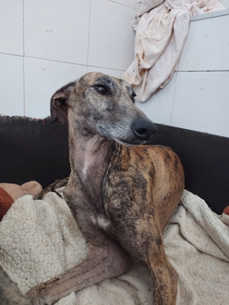 Adopter ATIZA