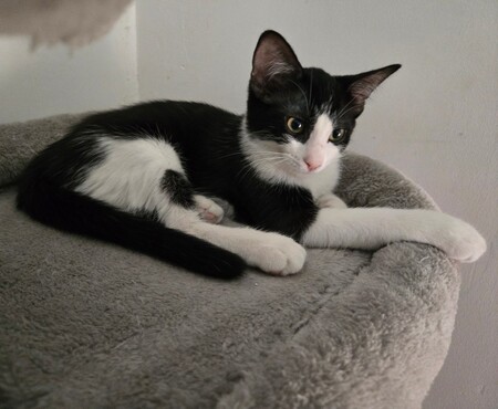 Adopter BRIGNOLES