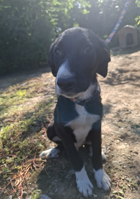 Adopter Iago