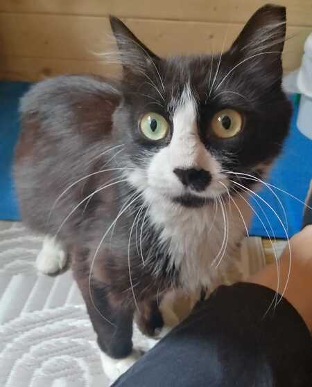 Adopter MARGOTTE 