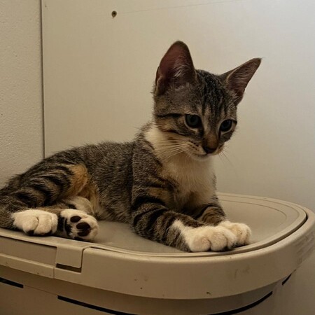 Adopter BOROMIR