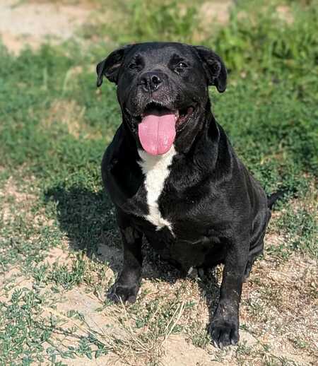 Adopter Trudy
