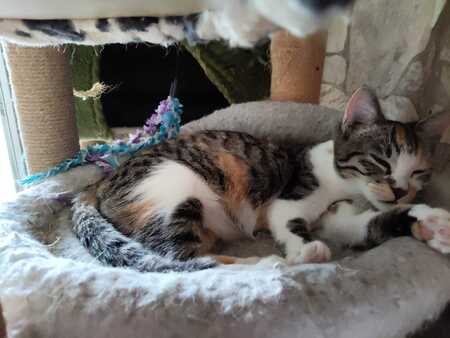Adopter Blue Belle
