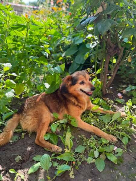 Adopter ALTAN