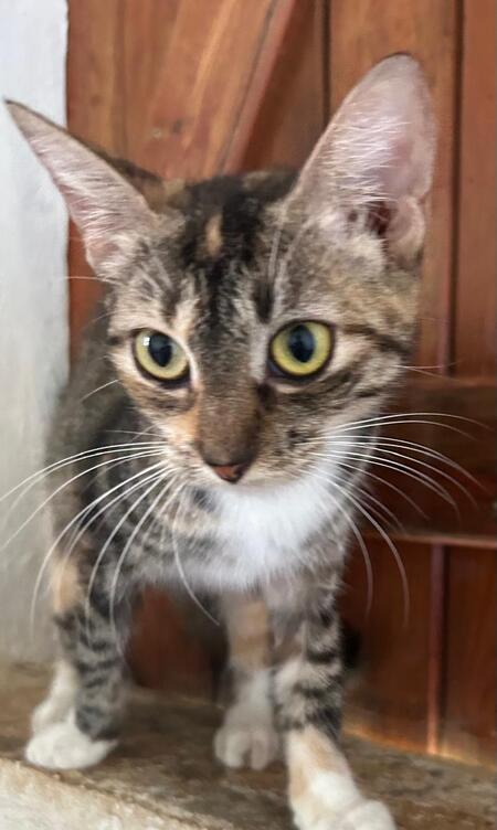 Adopter Lilith