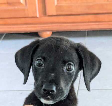 Adopter Bucky