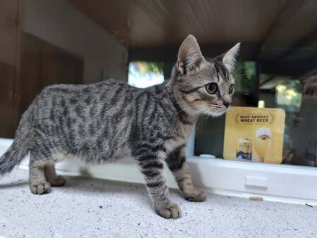 Adopter Blink 