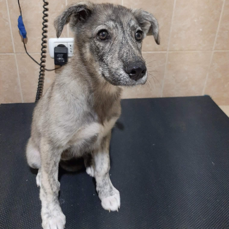 Adopter Crina