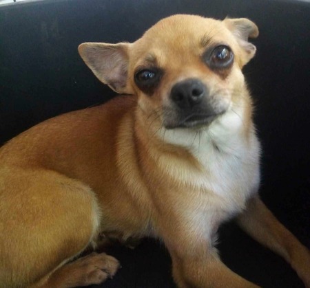 Adopter Rose